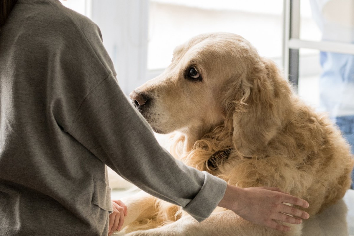 犬が傷つく「最低な行為」6つ　絶対にしてはいけないこととは？