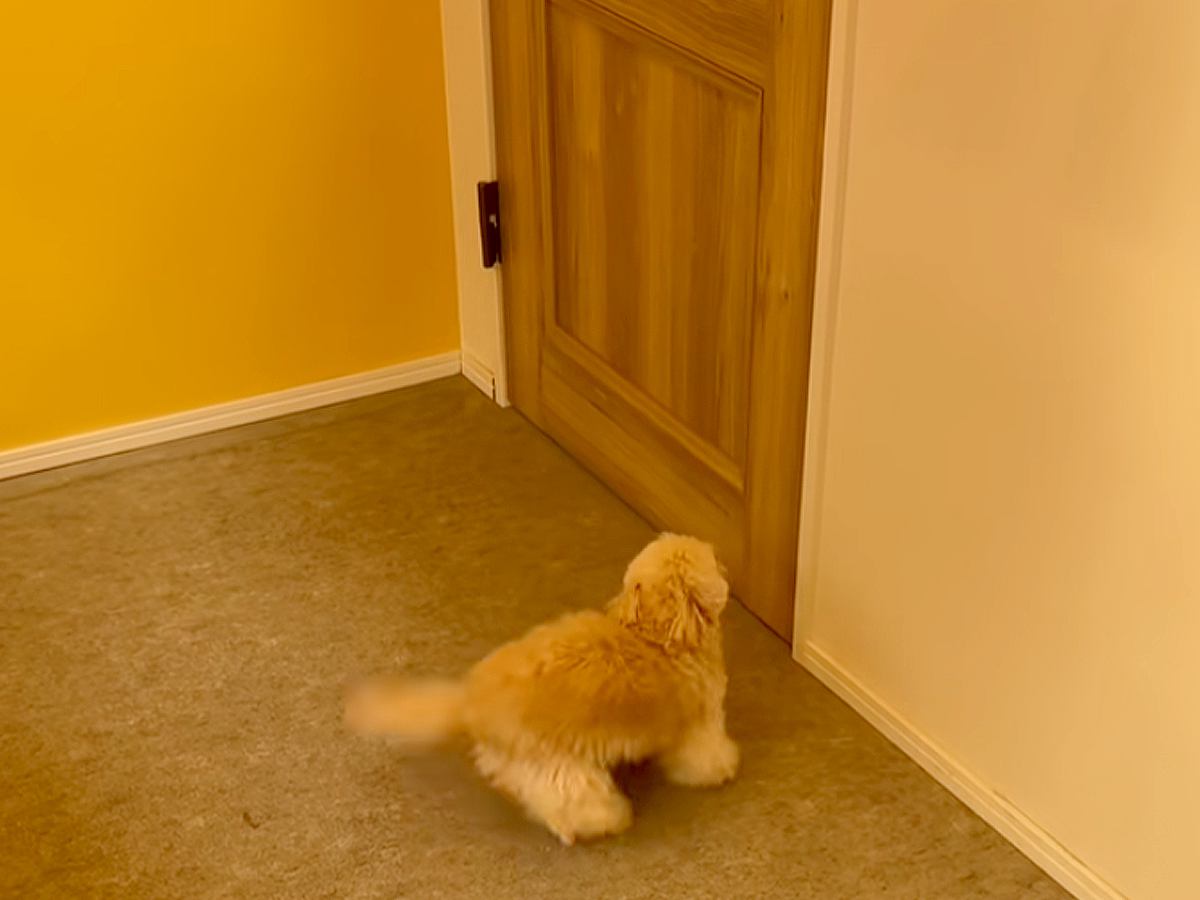 トリマーのお姉さんが大好きな犬→ドアの前で出待ちして…まるで『恋』をしているような光景が50万再生「ファンサの神」「しっぽ飛びそうｗ」