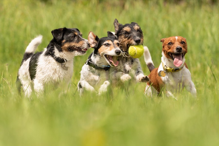 犬同士も助け合うことはあるの？