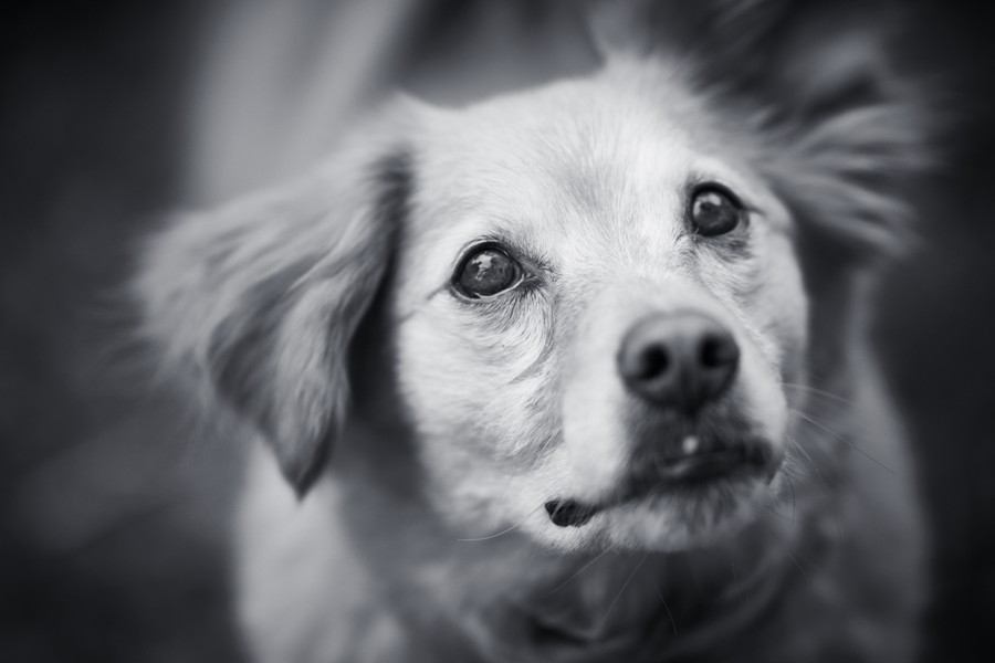 犬の『突然死』考えられる原因6選　亡くなる前にみられる兆候や予防策まで