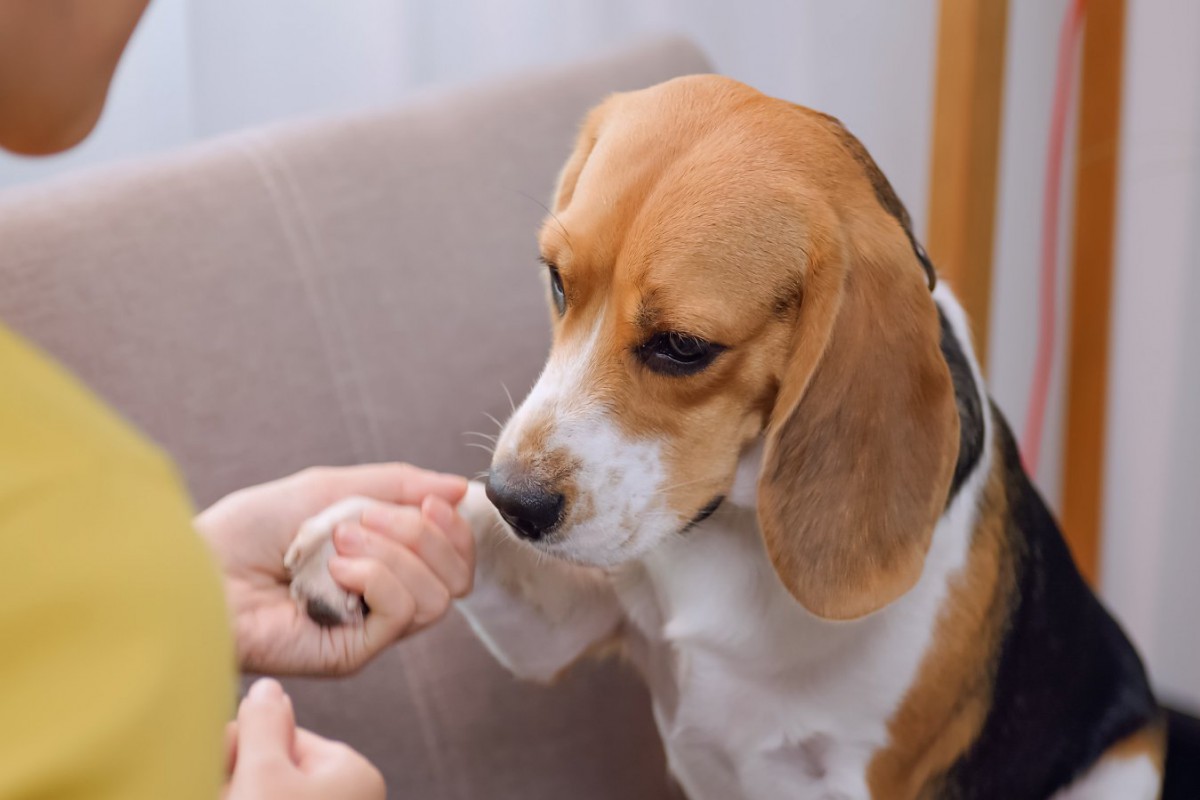 犬の性格を変えてしまう「飼い主のNG行為」4選　犬にとっての幸せが何かを一度考えてみて