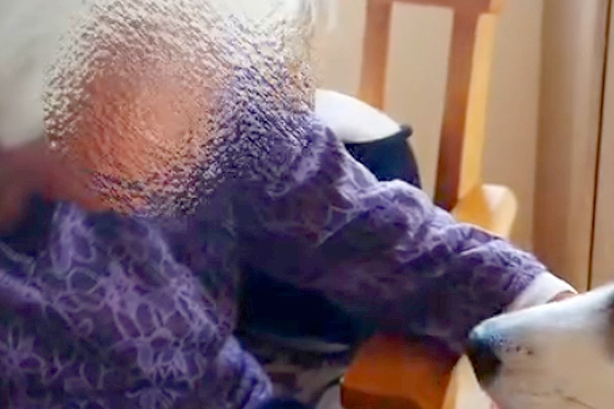 88歳のおばあちゃんが突然入院→『どこにいるの？』と大型犬が…健気すぎる光景と『再会後の表情』が160万再生「涙出る」「なんて心優しいの」