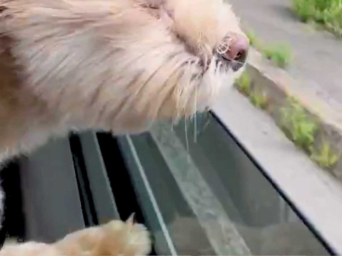 ドライブ中、どうしても外の空気を吸いたい犬→思った以上に『必死な光景』が68万表示「たぶん見えてなくて草」「景色を匂いで感じてるんだよ」