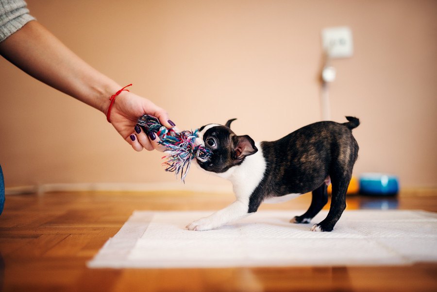 犬と引っ張り合い遊びをする時に意識すべきポイント３つ