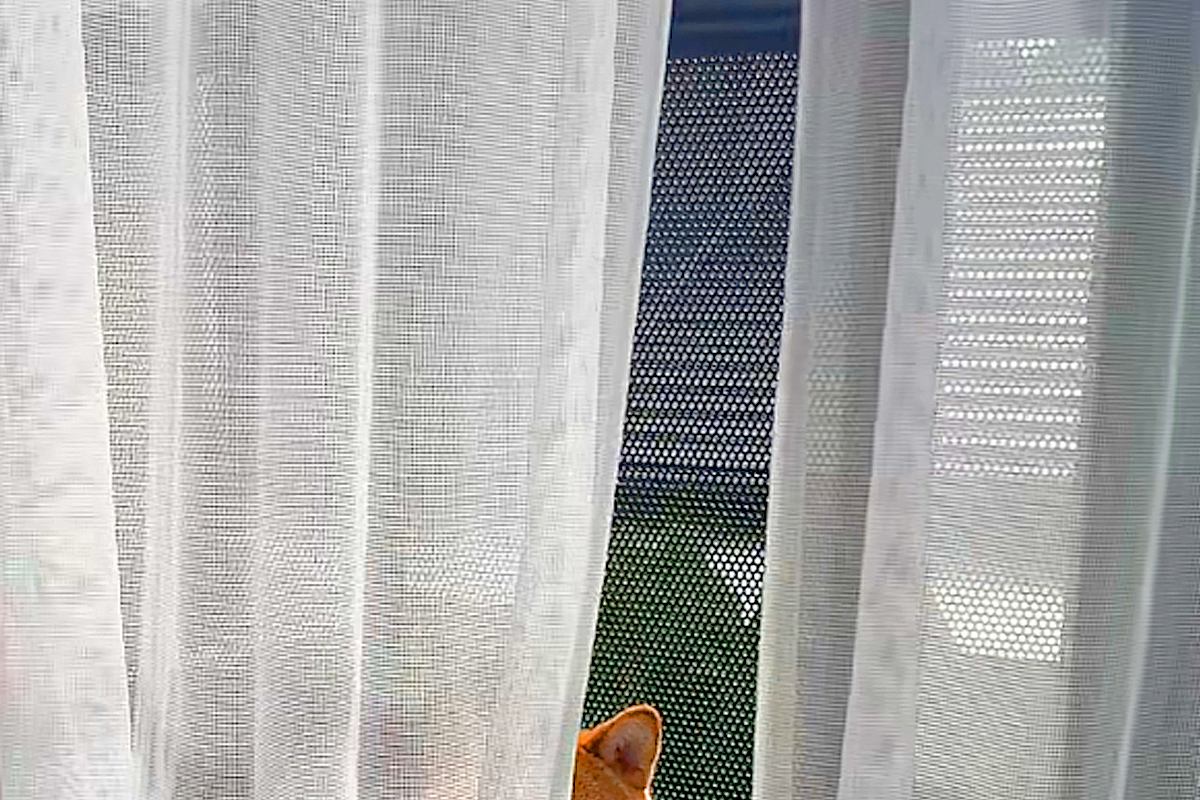 隣の部屋から『クゥーン』と聞こえたので見に行った結果→窓の外で、犬が…思わず抱きしめたくなる光景に反響「早く入っておいで」「おぼちゃま犬」