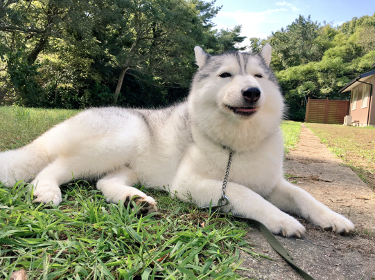 ほのぼの写真に癒される～ハスキー犬シルビアちゃんの日常写真