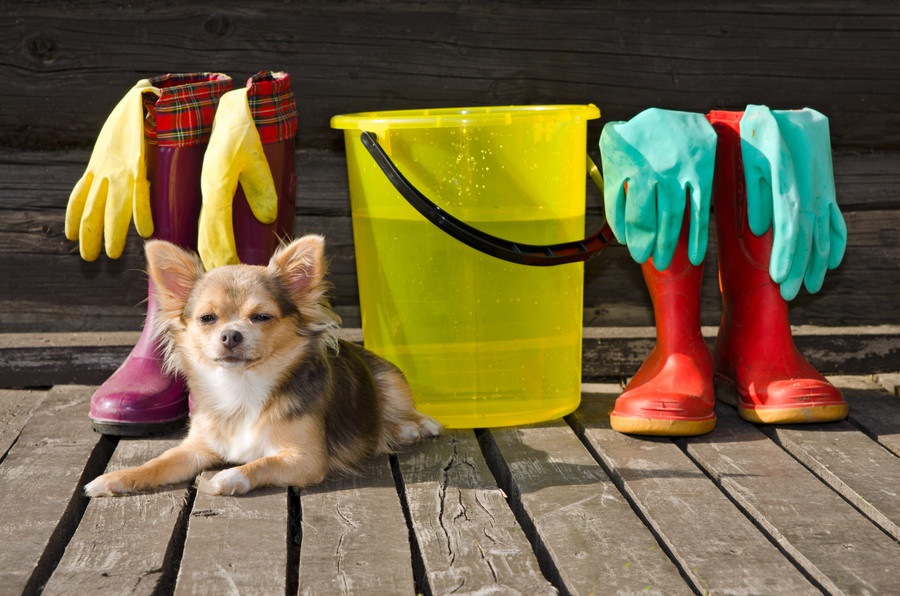 犬がいてもきれいな部屋は作れる？４つのアイディア