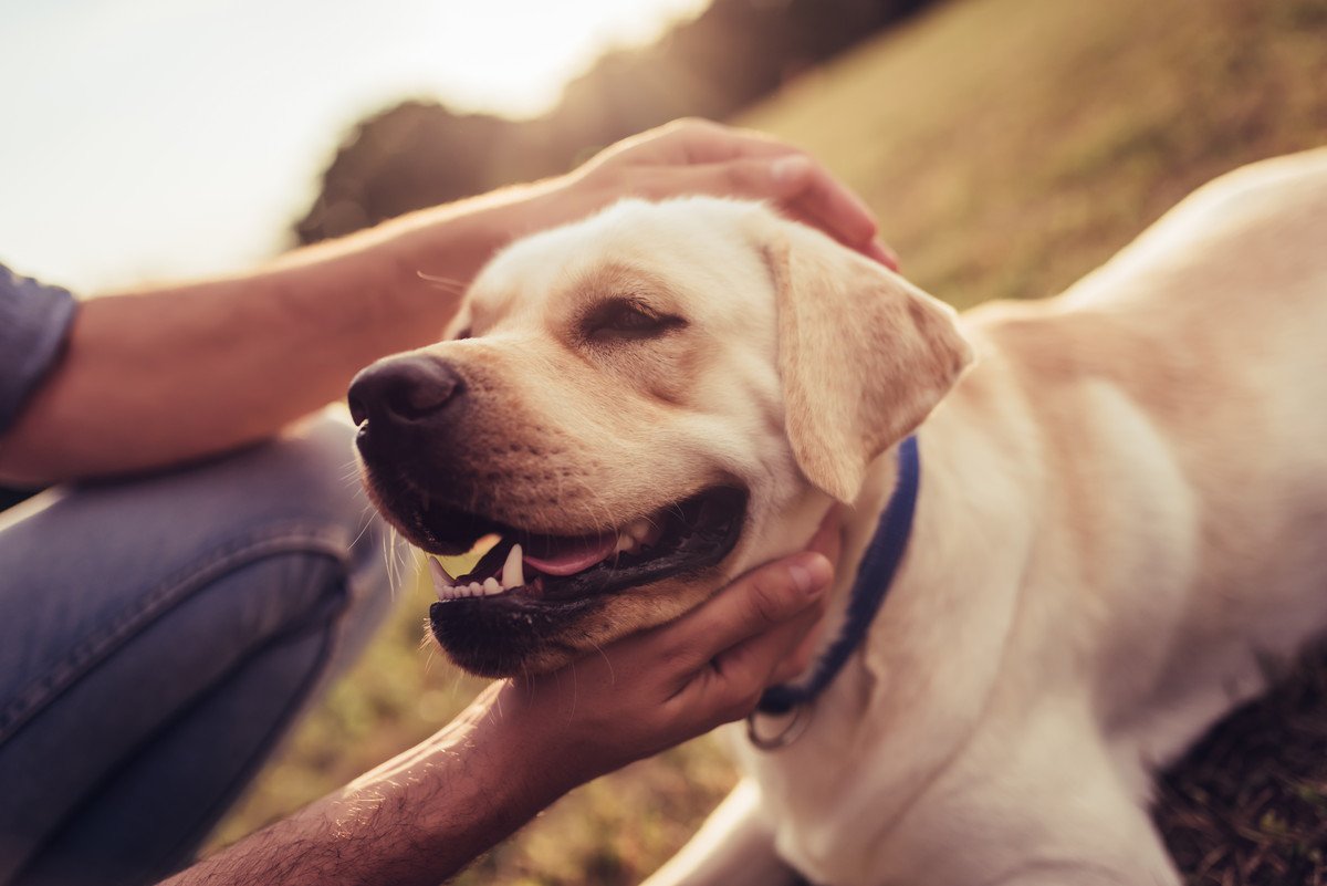 犬の欲求不満は放置厳禁！解消するために飼い主にできる３つこと、読み取るべき深層心理とは？