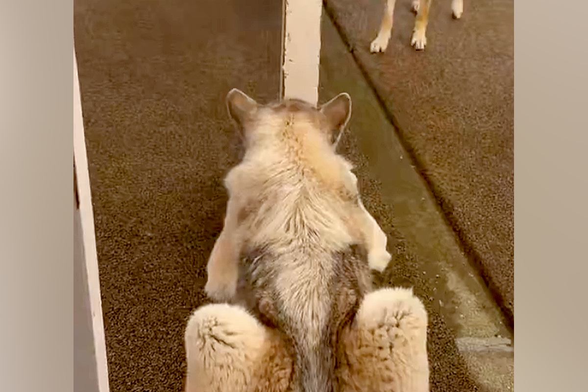 細い柱で隠れている弟犬→兄犬が探しに来ると『丸見え』で…空気を読んで見せた『まさかの神対応』に反響　お茶目で尊いやり取りにほっこり