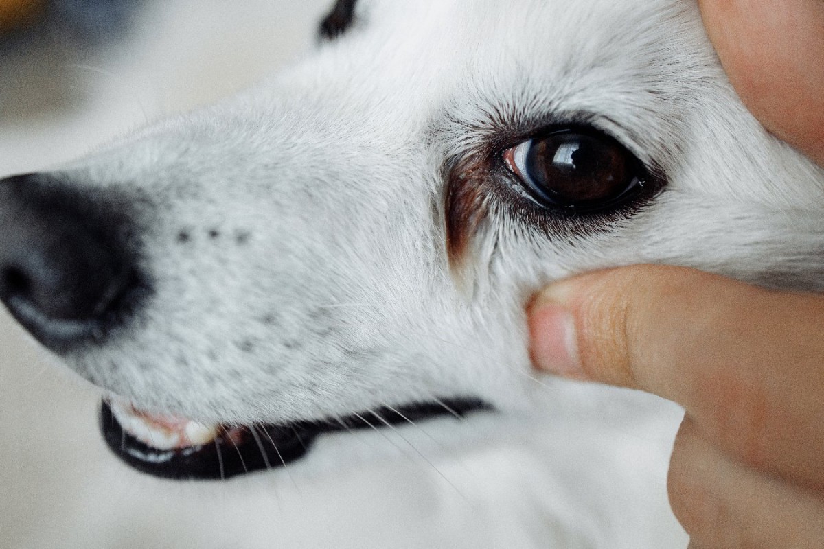 犬が涙を流す理由とは？流涙症になっている可能性も