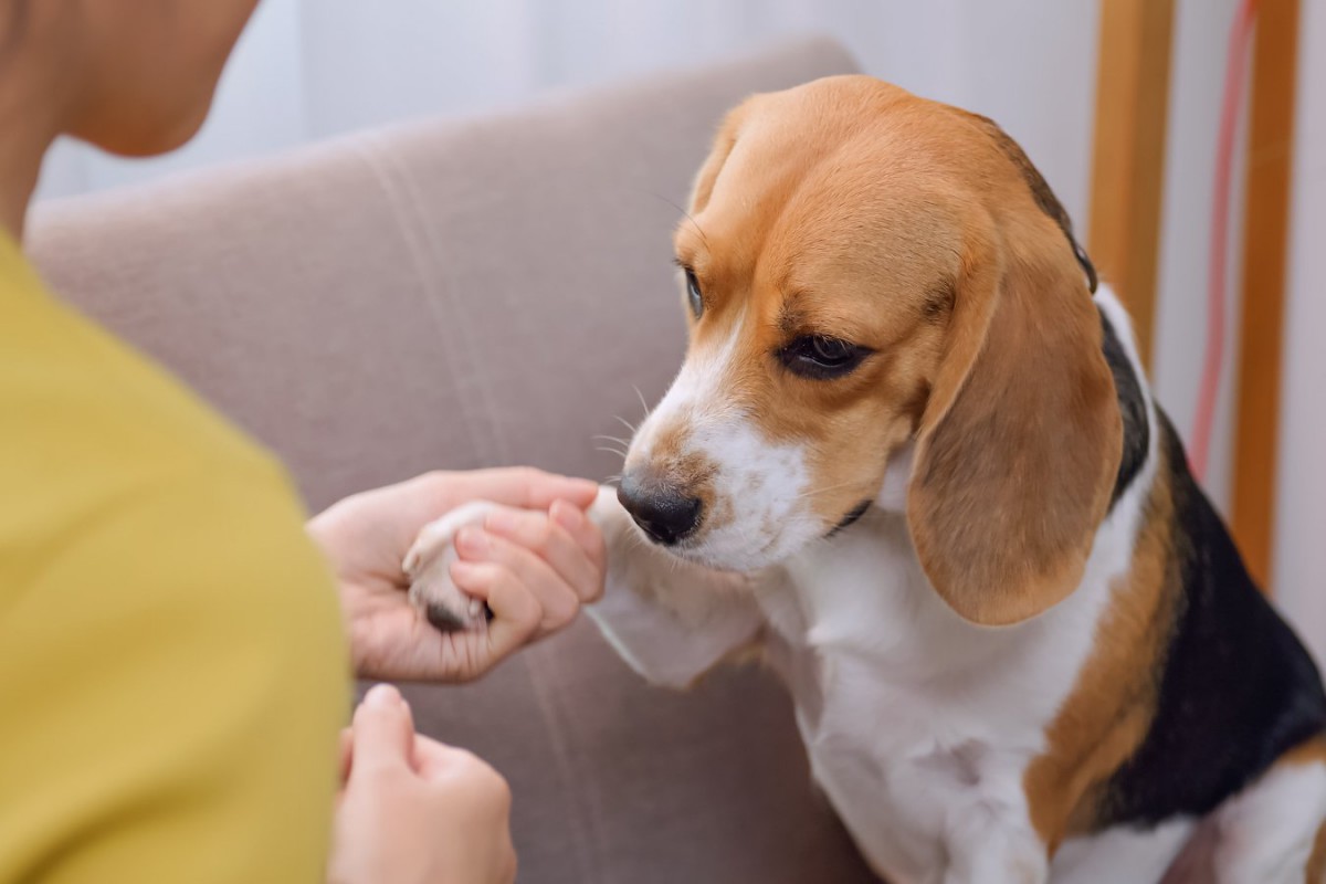 犬に「ダメ」と言う時にしてはいけないNG行為5つ！誤った伝え方だとあまり意味がないかも？