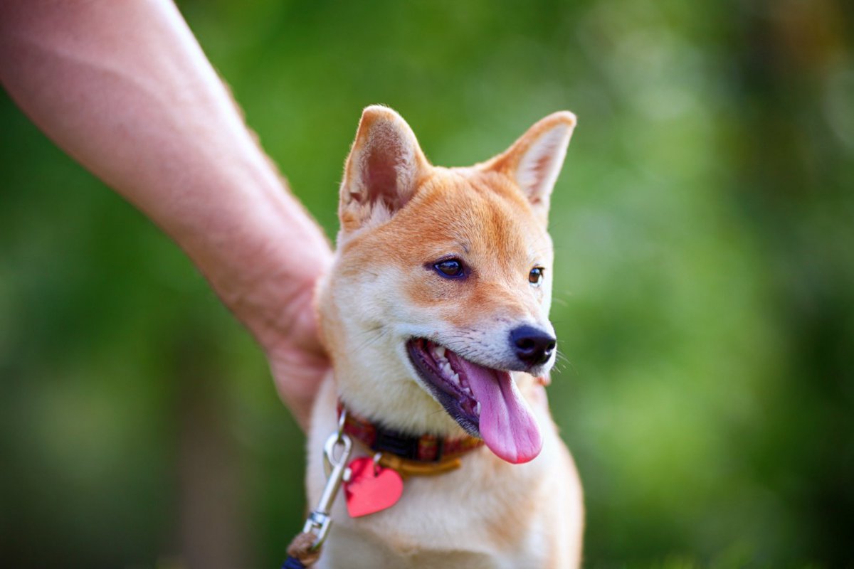 柴犬のバリカン方法！カットする部位やメリット・デメリットまで