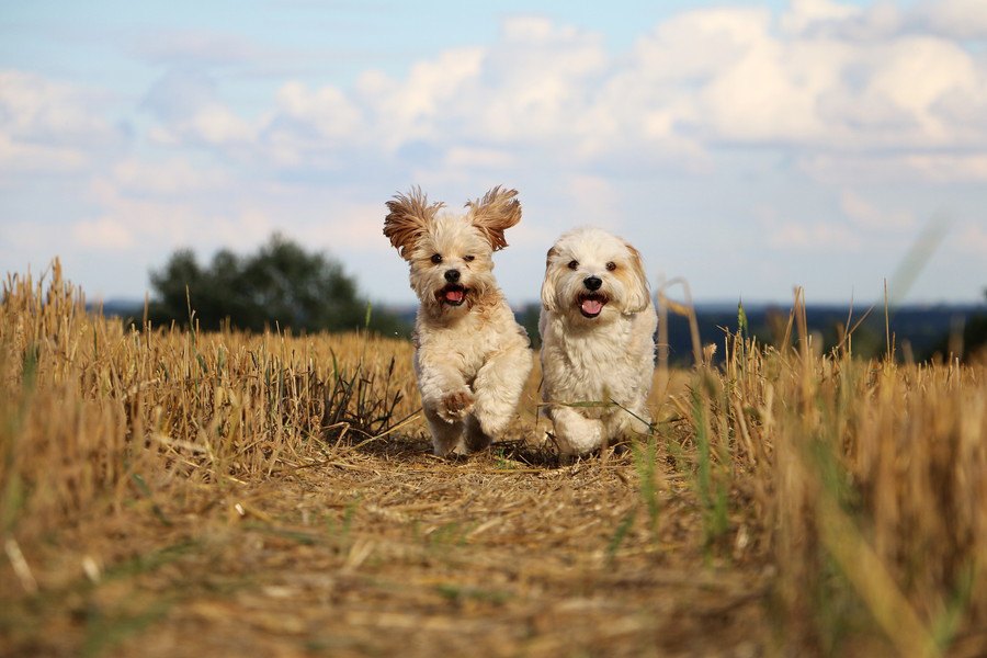 【北海道／苫小牧】犬連れで馬と触れ合う「ノーザンホースパーク」♪