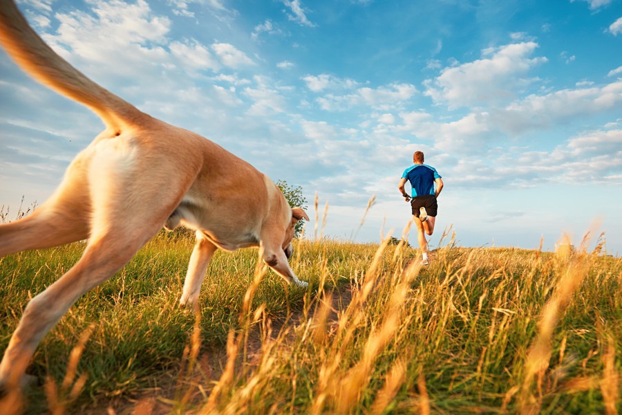 犬が逃げる人を追いかける2つの理由