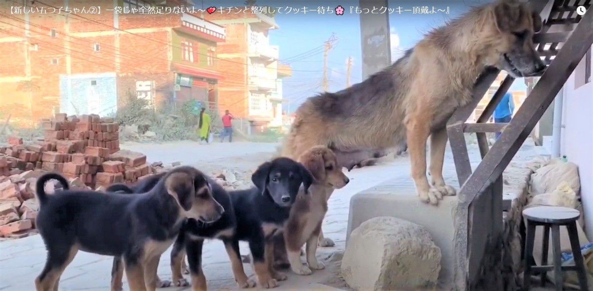 【ネパール】「並んで並んで〜！」順番待ちができる野良犬一家