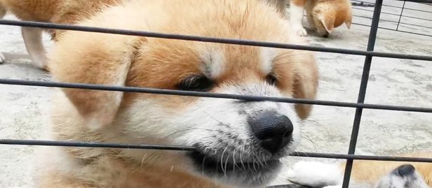 おはようございもふ♡かわいいの大渋滞が話題！もふころ秋田犬パピー軍団