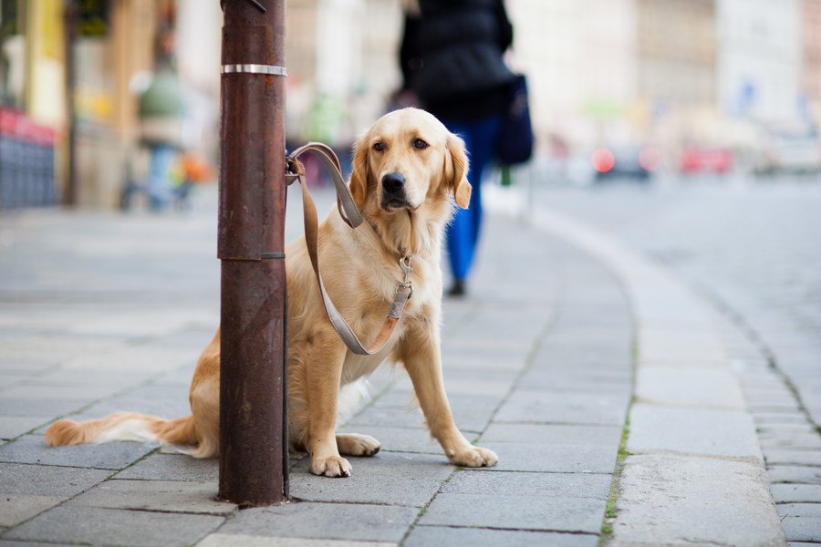 こんなに危険！犬を外に繋いで放置するリスク４つ