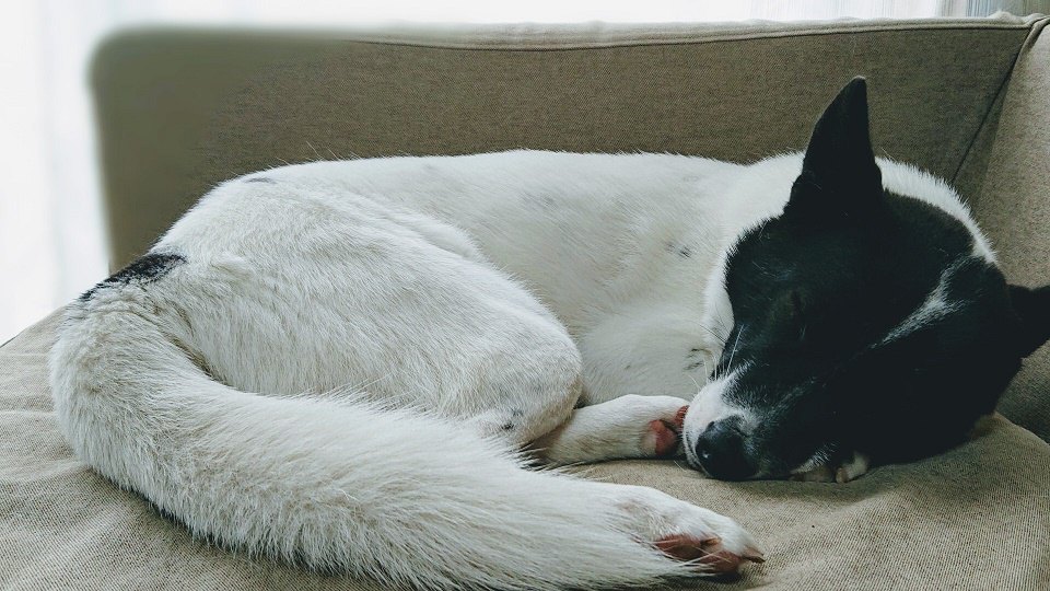 保護犬だったリキ。一緒に暮らし始めてお互いの世界を変えました