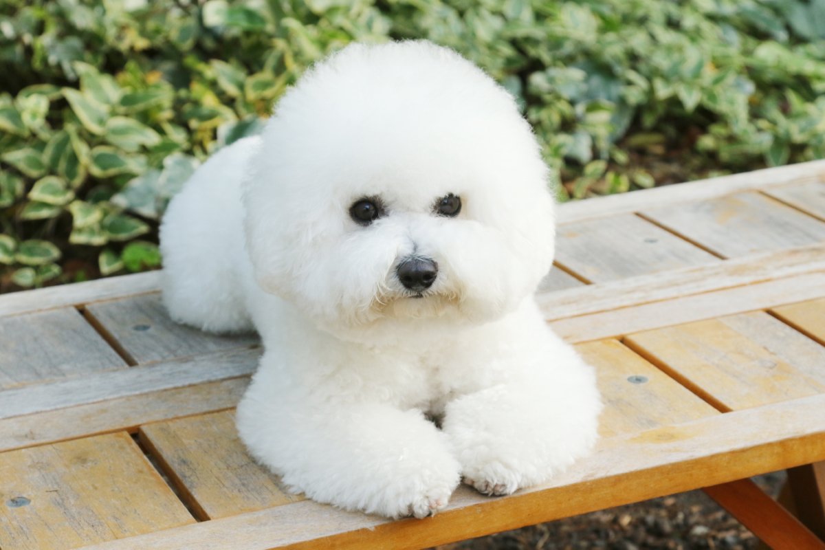 『モフモフでかわいい犬種』5選　長毛ワンコの強みや飼い方の注意点まで解説