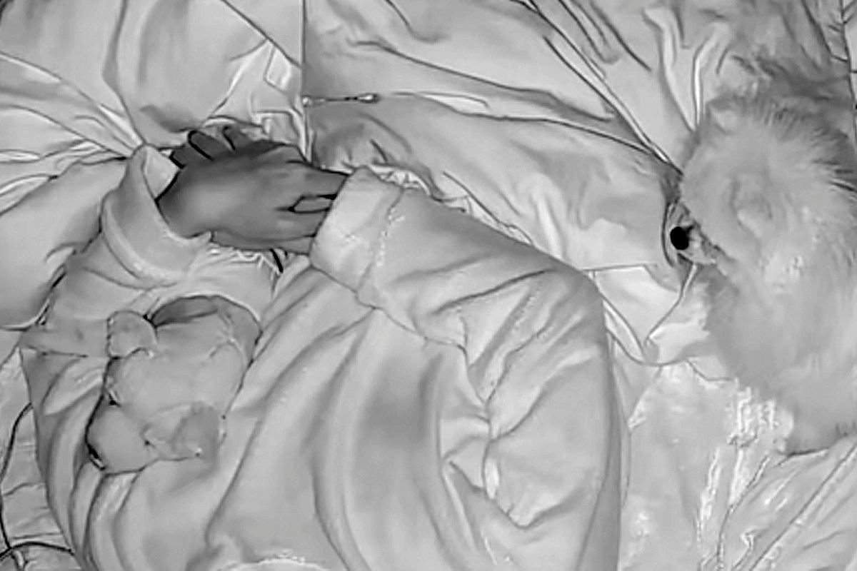 夜、ぬいぐるみを抱きながら寝た結果→犬が『その子だれ？』と嫉妬してしまい…あまりにも愛おしい結末に反響「可愛すぎる」「めっちゃ嬉しい」