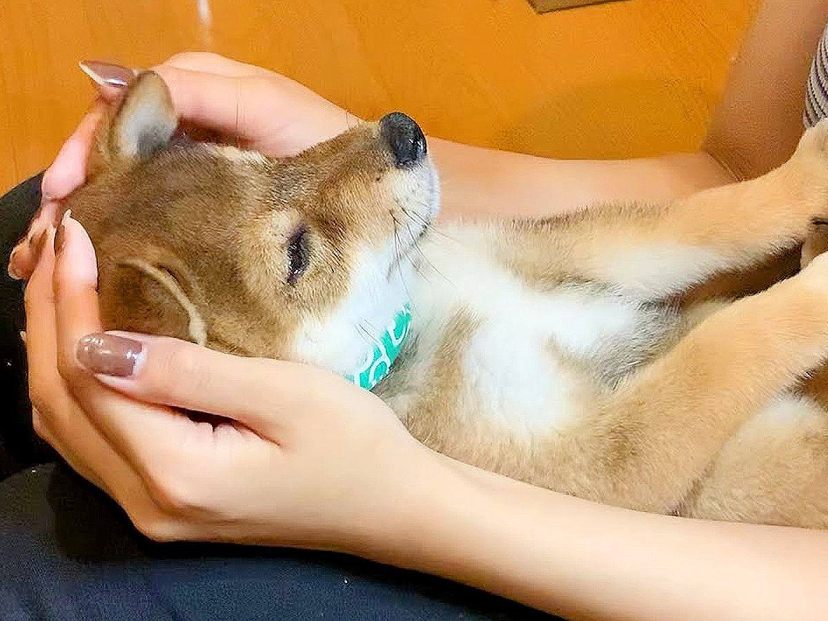 生後51日の赤ちゃん犬…信じられない速度で成長した『4ヶ月後の姿』が201万再生　驚きの成長スピードに「天使」「次元の違う可愛さ」と悶絶