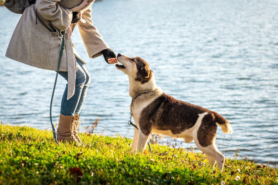 犬が『散歩嫌い』になってしまうNG行為３選！予防法や克服する方法まで解説