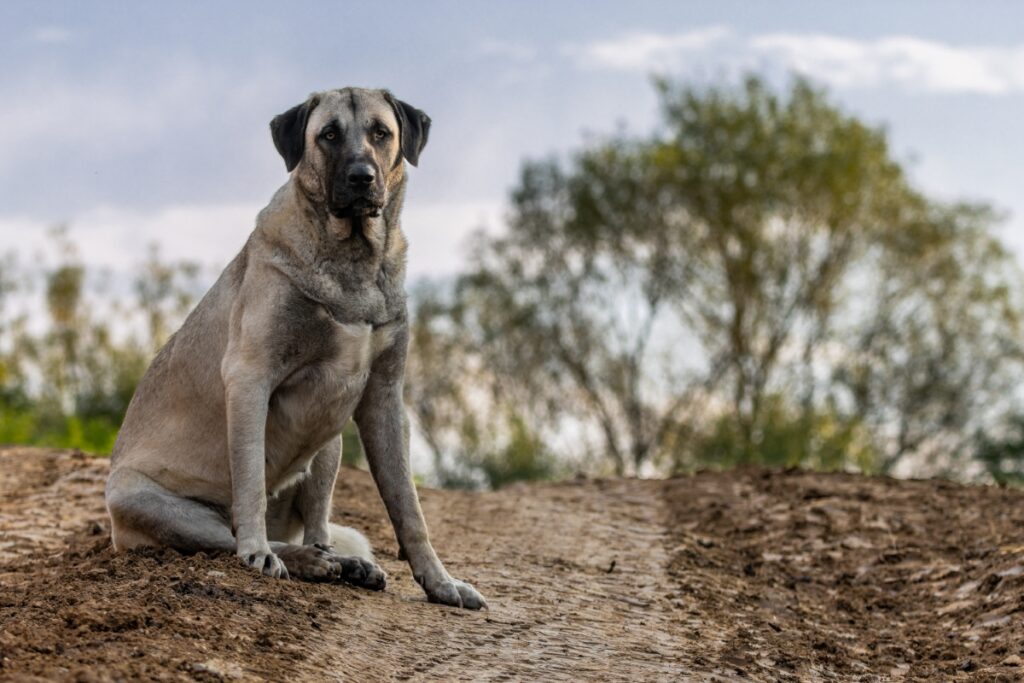 【獣医師監修】カンガル・シェパード・ドッグってどんな犬種？特徴と性格や飼い方・価格相場まで解説