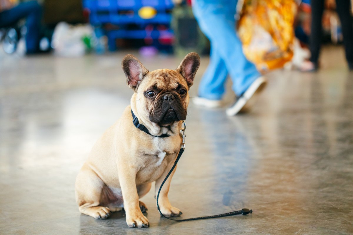 迷子犬を見つけた時にしてはいけない『NG行為』4選