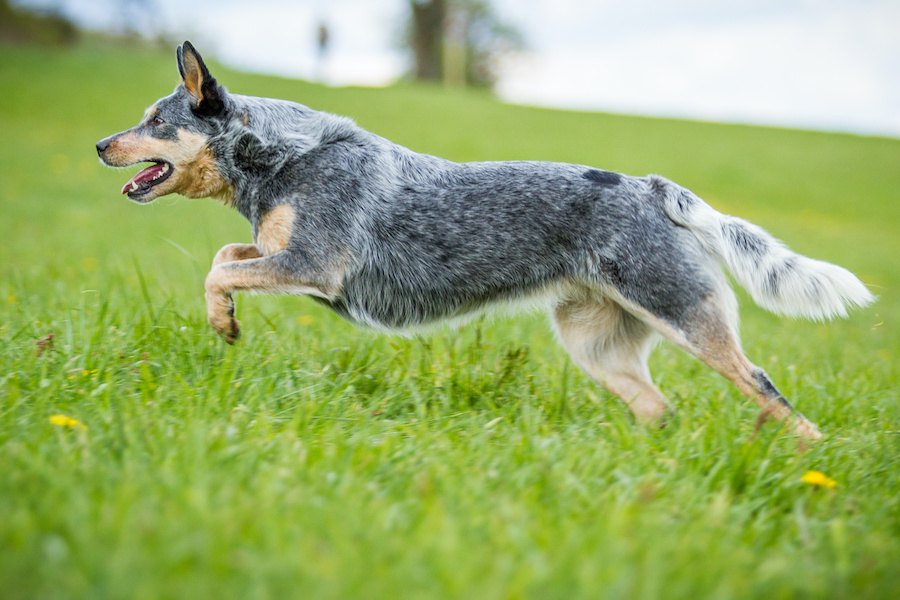 『長生きする犬』の特徴４選！犬種や生活の質で寿命が変わるって本当？