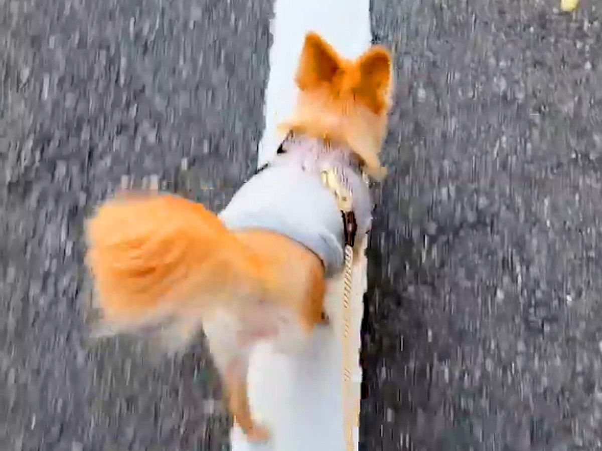 散歩中によくぶつかる犬→心配で病院に連れて行ったら…医師から告げられた『まさかの診断結果』が56万再生「病名がｗｗ」「なんて愛おしい」