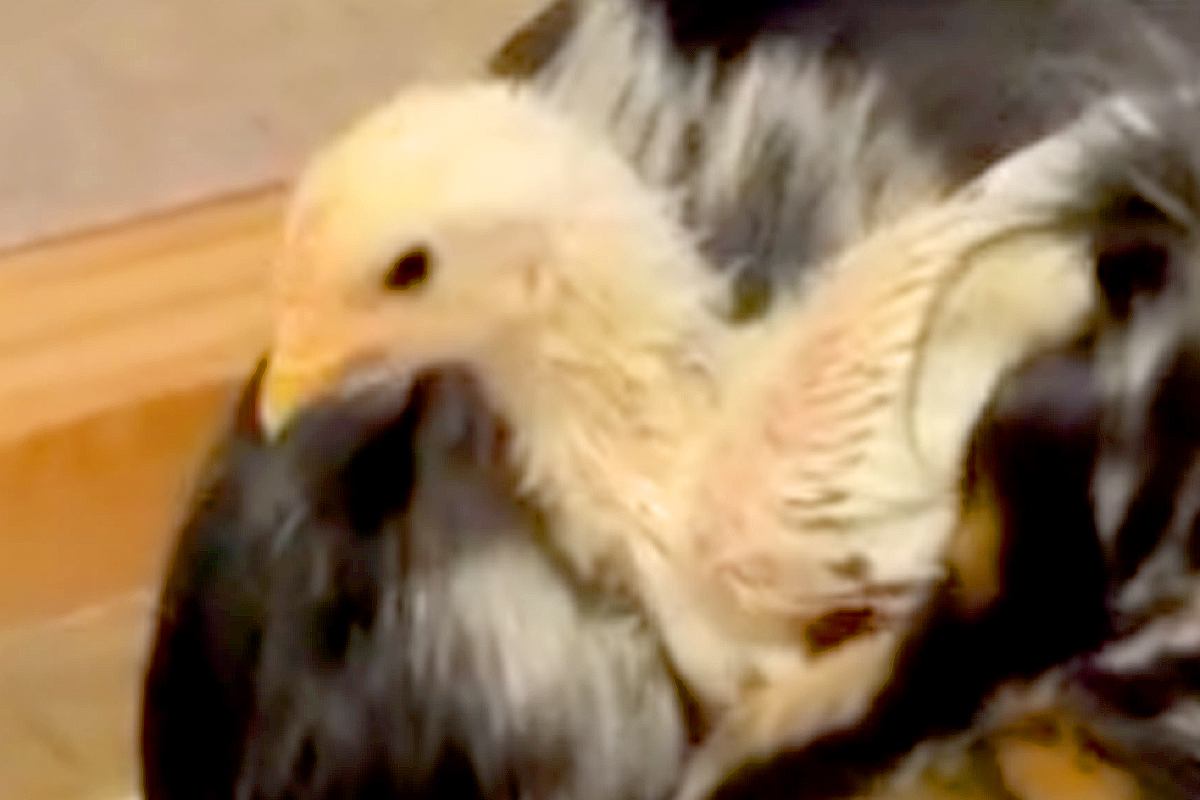ヒヨコを『自分の子ども』と思っている犬→他の犬が触ろうとすると…種族の壁を超えた『まさかの光景』が13万再生「完璧に母だね」「涙が出る」
