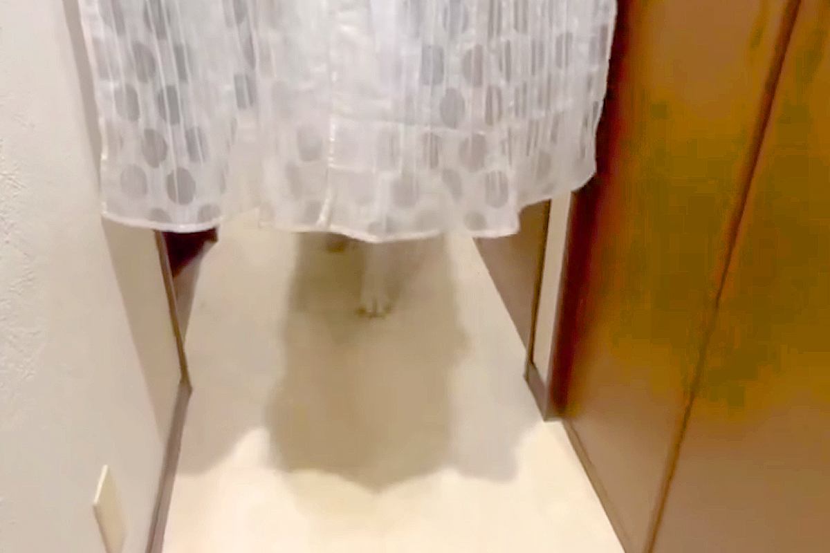 50キロ超えの超大型犬が『数日間いなかったママ』と再会→玄関を開けた瞬間に…迫力満点な『おかえりなさいの儀式』が16万再生「強烈ｗｗ」