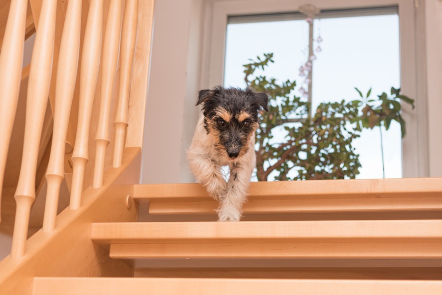 犬は室内飼いしたほうが良いと言われる4つのワケ