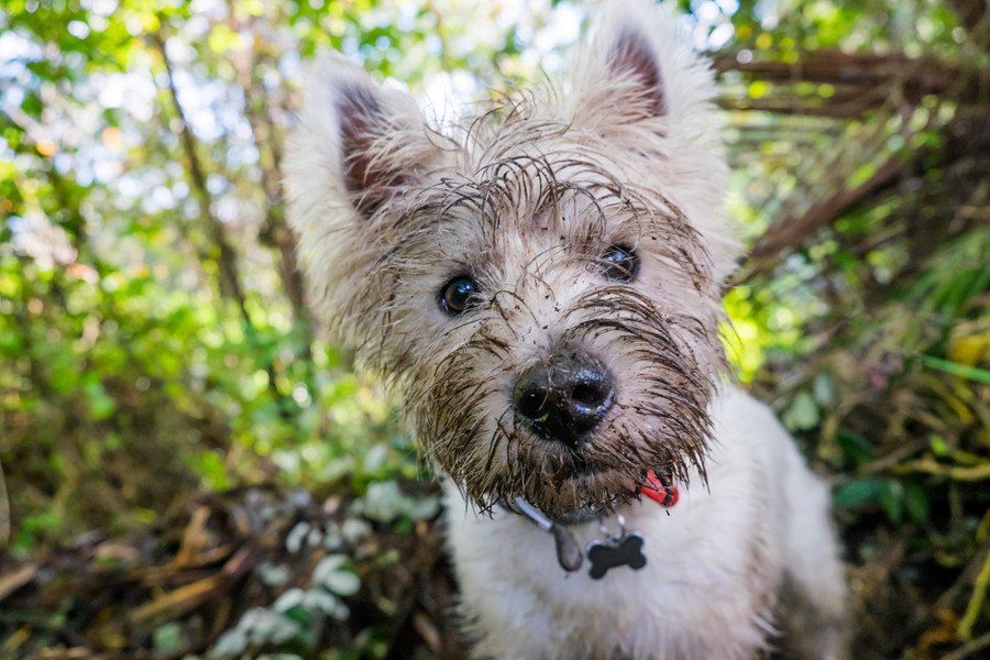 犬がよくする「ドジな行動」７選