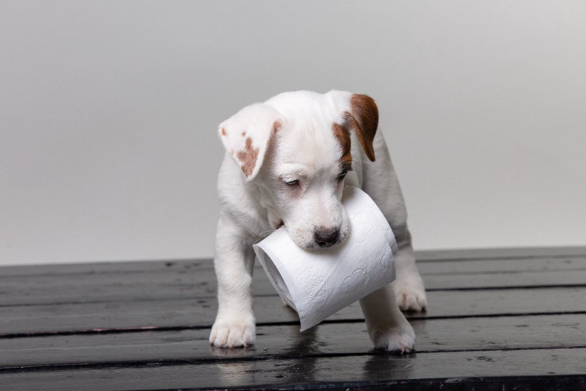 犬が『食糞』してしまうのはなぜ？ウンチを食べさせないための改善方法とは？