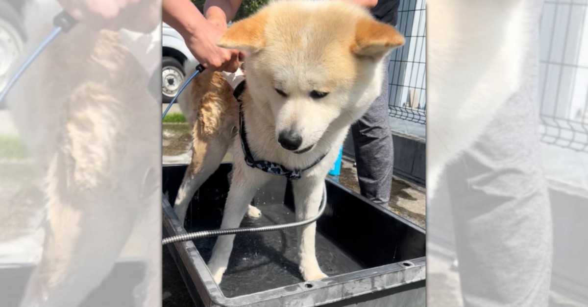 「聞いてない…」想定外のシャンプーにショックを隠し切れない秋田犬さんが話題！