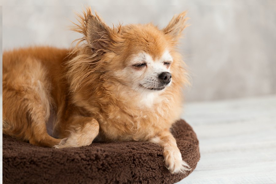 成犬とシニア犬の行動の違い４つ