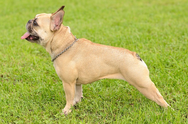 犬にとっての筋肉の役割とは？筋肉作りに最適な食品まで