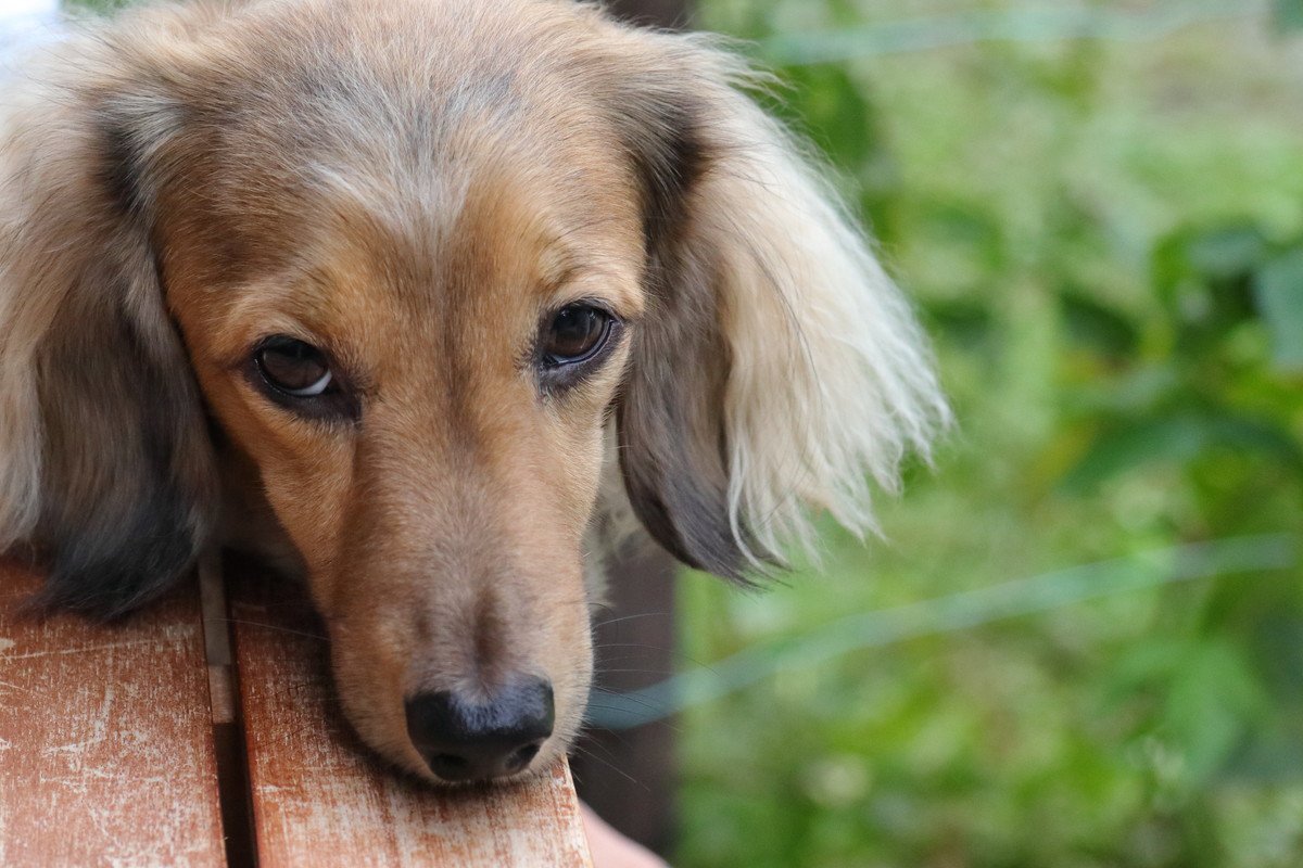 犬が『機嫌が悪いからそっとしておいて』と伝えている仕草や態度４選