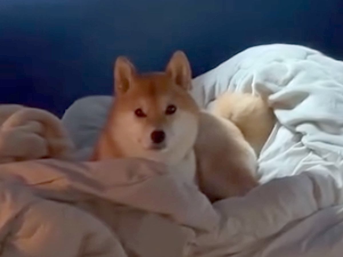 生まれて初めてお母さんと離れ離れになった犬→11日ぶりの再会で見せた『予想外な結末』に「塩対応で草」「思ってたんと違うｗ」と爆笑の声