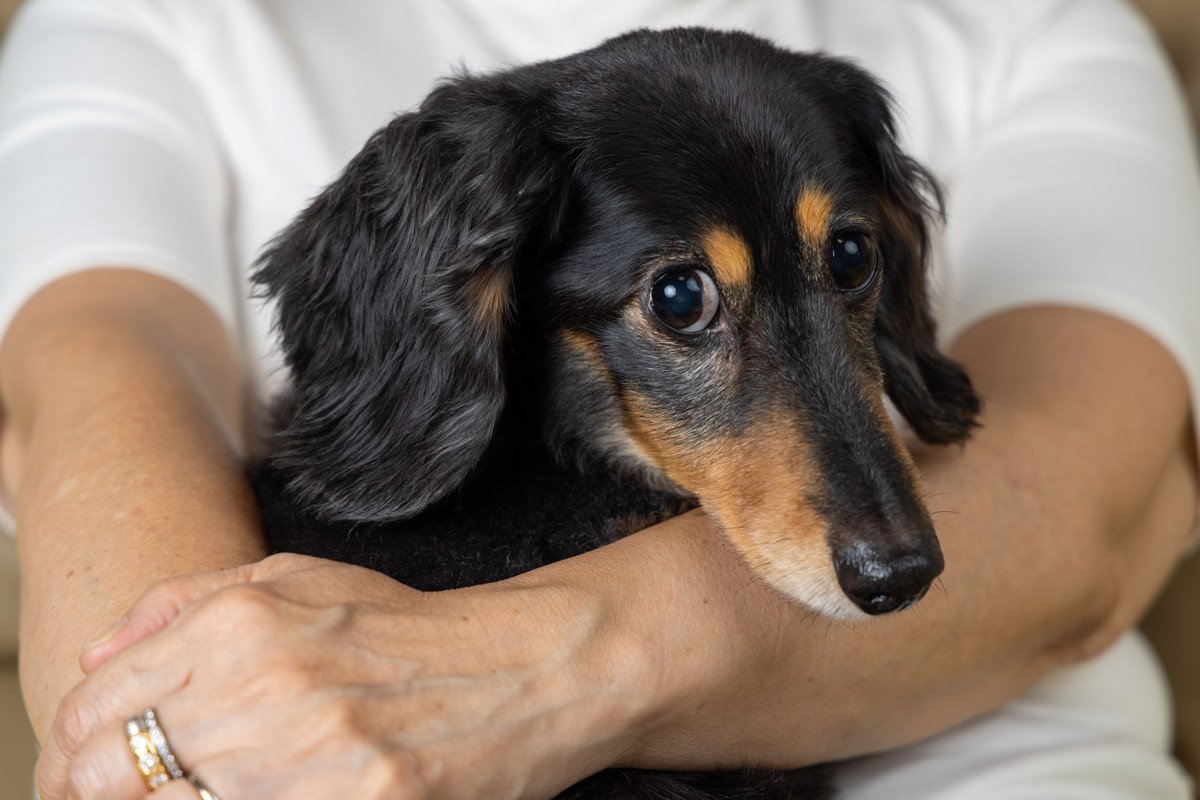 『独占欲が強い犬』の特徴4つ　飼い主を独り占めしようとしている仕草や行動とは？