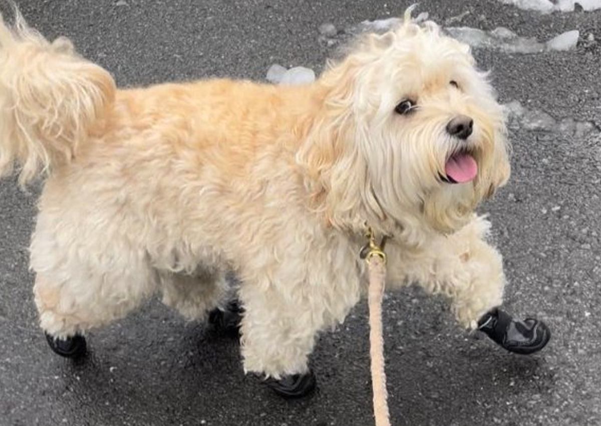 犬に『雪国用ブーツ』履かせて散歩したら…可愛すぎるお姿にが35万表示の大反響「得意げな顔可愛い」「誉められてるの理解してる」