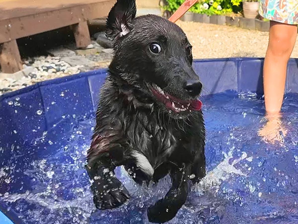 犬が初めてプールに入った結果…想像以上に『エンジン全開ではしゃぐ光景』に爆笑「テンション爆上げｗ」「急にスンッ…が好き」と21万再生