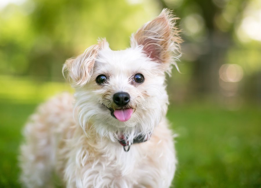 犬が『独り占めしたい』と思っているもの５選