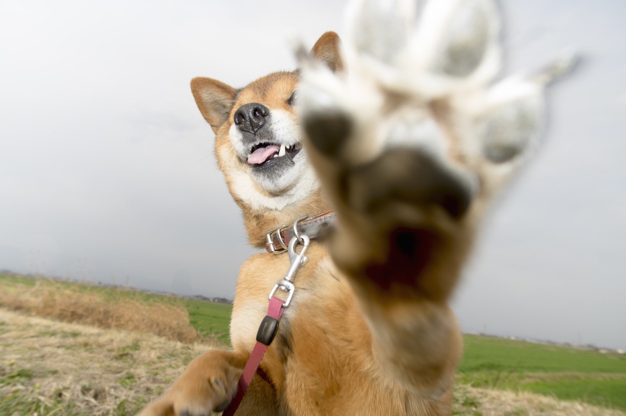 犬の肉球の乾燥ってどうしたらいいの？