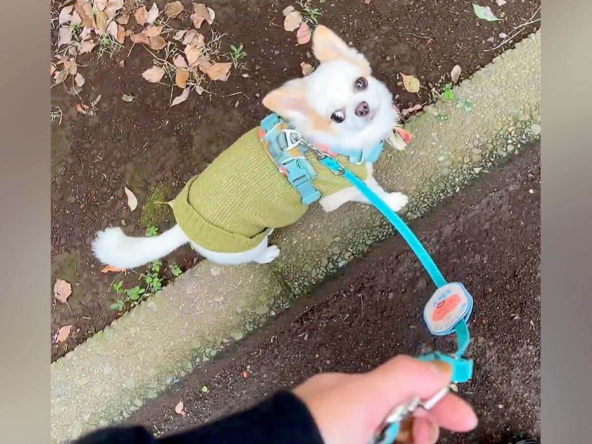 『正解が分からない…』犬と散歩中の飼い主→謎過ぎる『こだわり』を見せる光景が77万表示「うちの実家犬と全く一緒」「分かるｗ」共感の声も