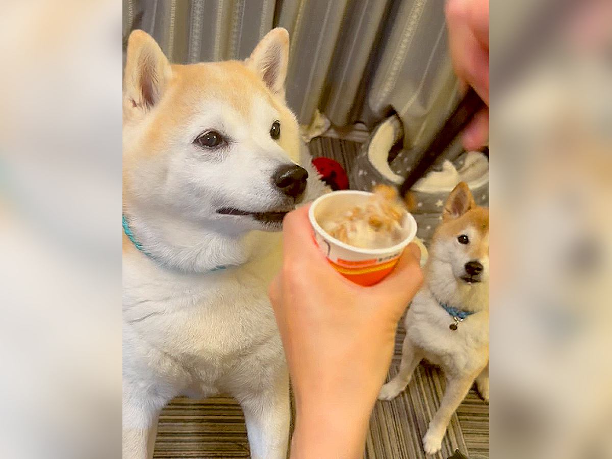 柴犬たちに『納豆』を食べさせてみたら…上手すぎる食べ方が125万再生「これは飯テロ」「俺より食べるの美味い」まさかの拍手喝采