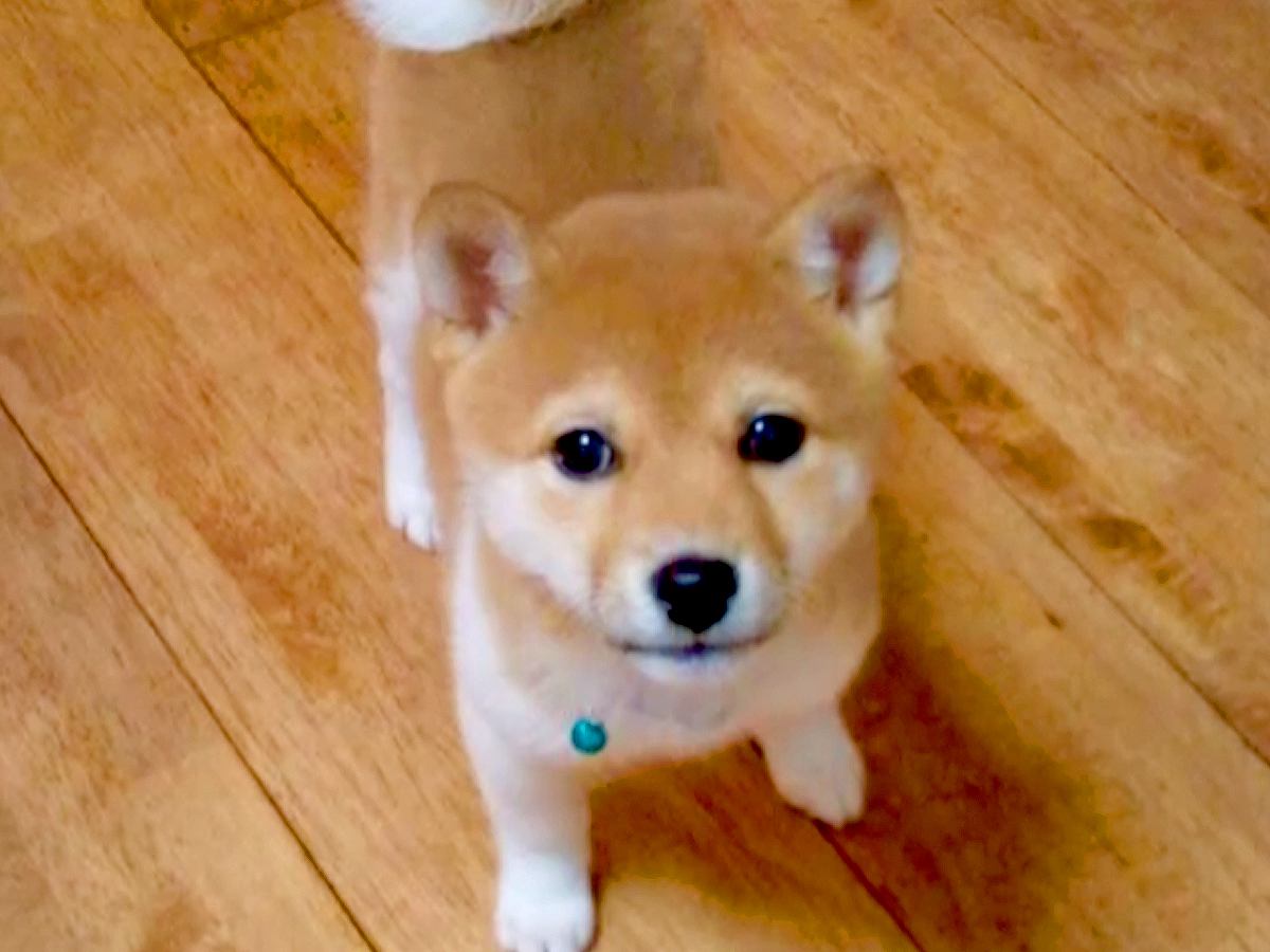 『小さな豆柴を飼った』と思ったら…『まさかの成長』が想像以上にもっちりしていると238万再生「かわいいのに変わりない」「餅柴」と絶賛の声