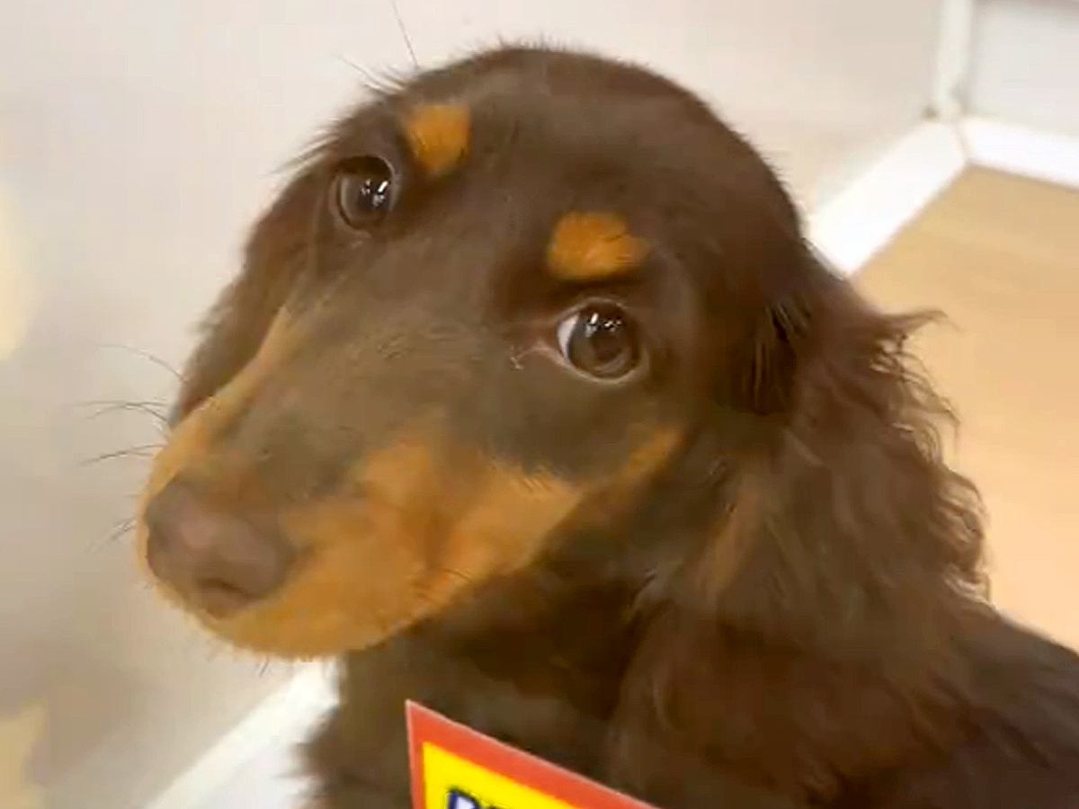 外を見たことがない『５ヶ月も家族を待ち続けた犬』→悩んでお迎えした結果…素敵すぎる『現在の光景』が23万再生「涙出た」「運命なのかも」