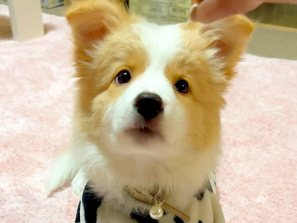 『世界一賢い犬種の赤ちゃん』に芸を教えてみた結果…末恐ろしいほどの『上達っぷり』が凄すぎると125万再生「もはや人間」「天才犬」と称賛